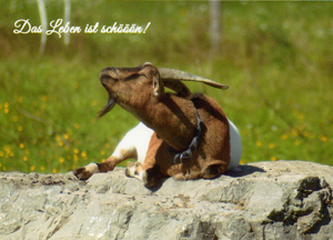 Zweifarbige Hausziege auf Stein liegend Postkarte