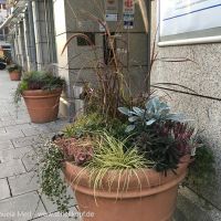 Genau in Kinderhöhe gepflanzt. Blumentöpfe vor ehemaligen Hotel Post in München-Pasing.