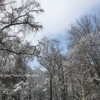Große Baumkronen im Winter. Viele waren schon vor uns da und bleiben nach uns. Sanfte Riesen.